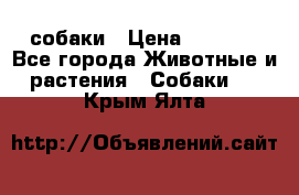 собаки › Цена ­ 2 500 - Все города Животные и растения » Собаки   . Крым,Ялта